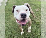 Small #3 American Pit Bull Terrier