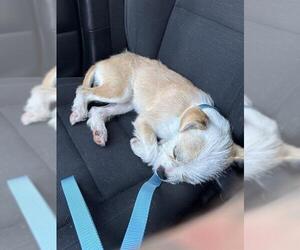 Mutt Dogs for adoption in San Antonio, TX, USA