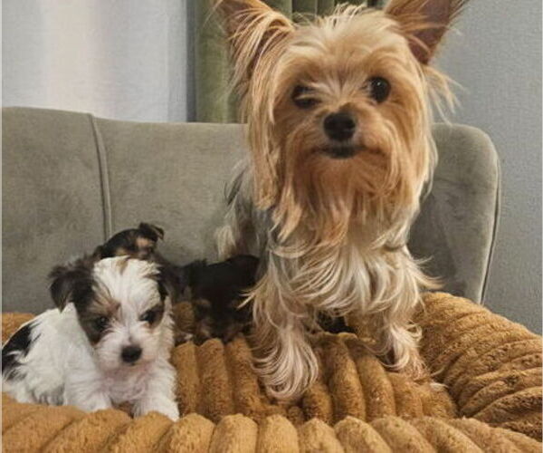 Medium Photo #4 Yorkshire Terrier Puppy For Sale in SALEM, OR, USA