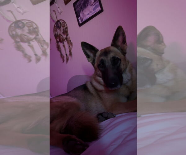 Medium Photo #3 German Shepherd Dog Puppy For Sale in Chandler, AZ, USA