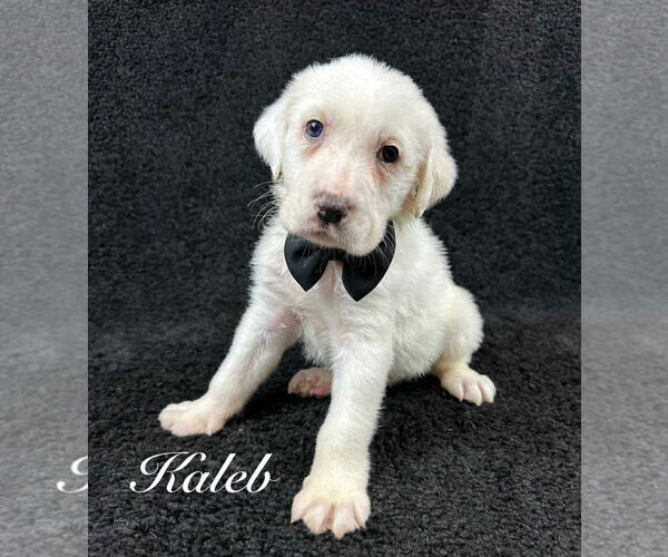 Medium Photo #2 Great Pyrenees-Unknown Mix Puppy For Sale in Grafton, WI, USA