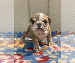 English Bulldog Puppy for sale in SACRAMENTO, CA, USA