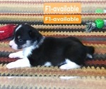 Small Photo #17 Cowboy Corgi Puppy For Sale in SUMMERVILLE, GA, USA
