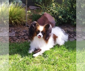 Father of the Papillon puppies born on 02/14/2025