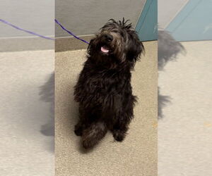 Poodle (Miniature)-Unknown Mix Dogs for adoption in Las Vegas, NV, USA