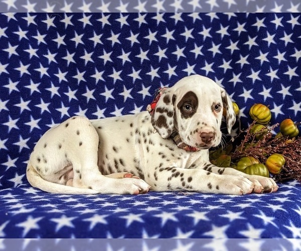 Medium Photo #4 Dalmatian Puppy For Sale in QUARRYVILLE, PA, USA