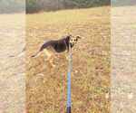Small #3 German Shepherd Dog Mix