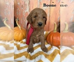 Puppy BOONE Goldendoodle