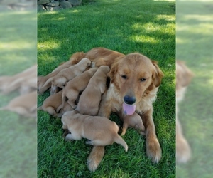 Mother of the Golden Retriever puppies born on 07/25/2019