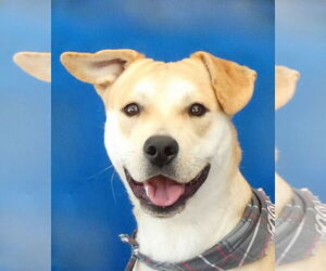 Labrador Retriever-Unknown Mix Dogs for adoption in Pasadena, CA, USA