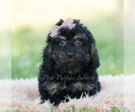 Small #2 Goldendoodle (Miniature)