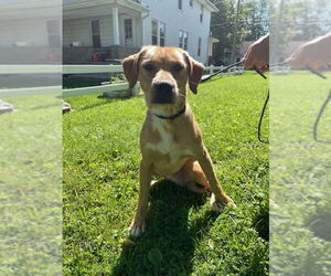Chihuahua-Unknown Mix Dogs for adoption in Osgood, IN, USA