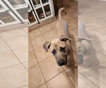 Small #1 Black Mouth Cur Mix