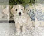 Small Photo #3 Australian Labradoodle Puppy For Sale in WASHINGTON, NC, USA