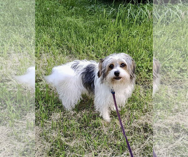 Medium Photo #2 Mutt Puppy For Sale in St. Louis Park, MN, USA