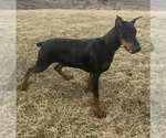 Small #9 Doberman Pinscher