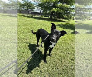 Border Collie-Unknown Mix Dogs for adoption in Evansville, IN, USA