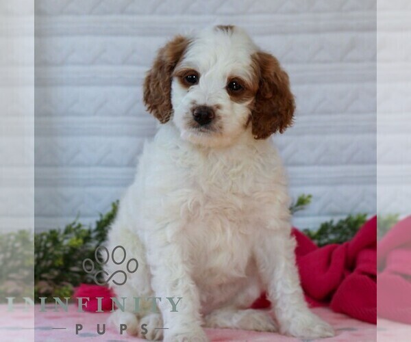 Medium Photo #1 Goldendoodle (Miniature) Puppy For Sale in LITITZ, PA, USA