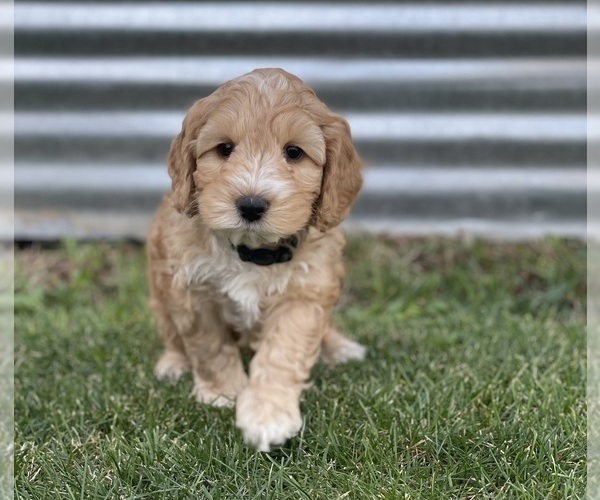 Medium Photo #15 Australian Labradoodle Puppy For Sale in RICHLAND, WA, USA