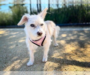 Havanese-Unknown Mix Dogs for adoption in Pittsburg, CA, USA