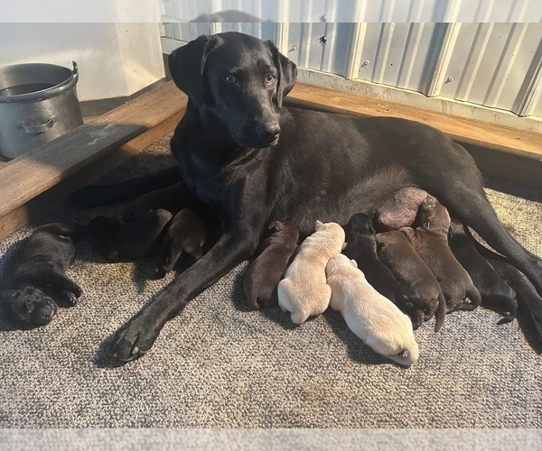 Medium Photo #1 Labrador Retriever Puppy For Sale in FREDERICKSBG, OH, USA