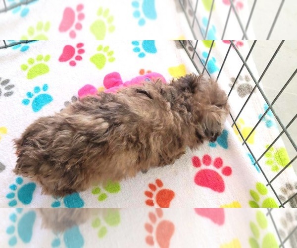 Medium Photo #11 Poodle (Toy) Puppy For Sale in ORO VALLEY, AZ, USA