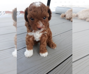 Poodle (Toy) Puppy for sale in SEVEN SPRINGS, NC, USA