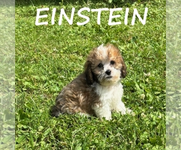 Medium Photo #3 Shih-Poo Puppy For Sale in HARTLAND, MN, USA