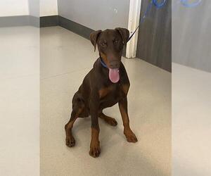 Doberman Pinscher Dogs for adoption in Corona, CA, USA
