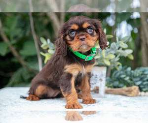 Medium Cavalier King Charles Spaniel