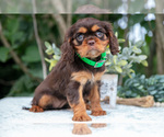 Puppy Heidi Cavalier King Charles Spaniel