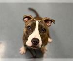 Small American Pit Bull Terrier