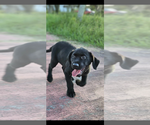 Puppy Dolly Labrador Retriever