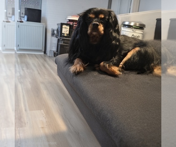 Medium Photo #1 Cavalier King Charles Spaniel Puppy For Sale in LAURENS, SC, USA