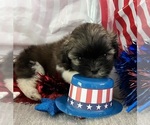 Small #3 Shih Tzu