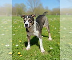 Small #5 American Bulldog Mix