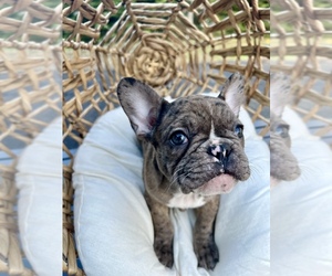 French Bulldog Puppy for sale in ABERDEEN, WA, USA