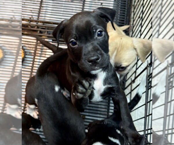 Medium Photo #4 American Boston Bull Terrier Puppy For Sale in GILBERTS, IL, USA