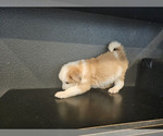 Small Photo #4 Australian Shepherd-Great Pyrenees Mix Puppy For Sale in SAN BERNARDINO, CA, USA