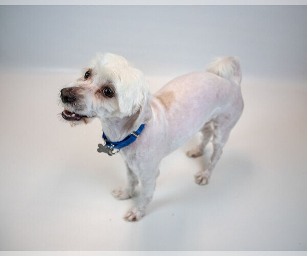 Medium Photo #4 Mutt Puppy For Sale in Kennesaw, GA, USA