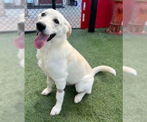 Labsky Dogs for adoption in Norco, CA, USA