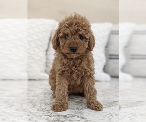 Goldendoodle (Miniature) Puppy for sale in NORTH LAWRENCE, OH, USA
