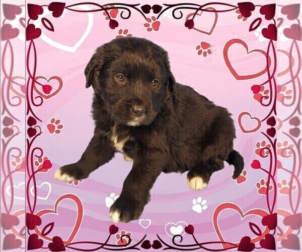 Medium Photo #18 Golden Mountain Dog Puppy For Sale in BLACK FOREST, CO, USA