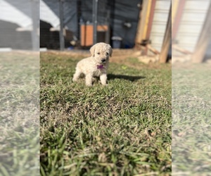 Goldendoodle Puppy for sale in COPELAND, NC, USA