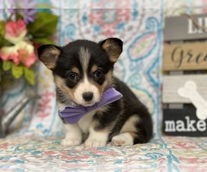 Pembroke Welsh Corgi Puppy for sale in LANCASTER, PA, USA