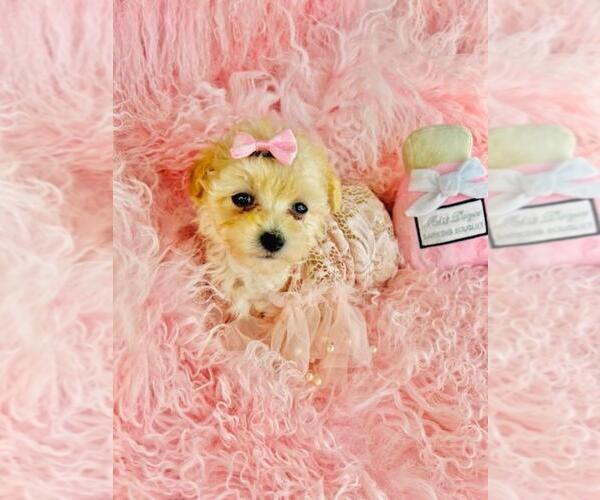 Medium Photo #22 Poodle (Toy) Puppy For Sale in DALLAS, TX, USA