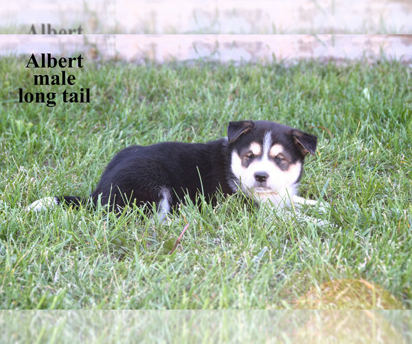 Medium Photo #4 Border Collie-Shiba Inu Mix Puppy For Sale in CLARE, MI, USA
