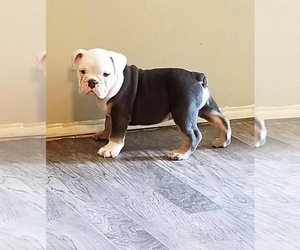 Medium English Bulldog