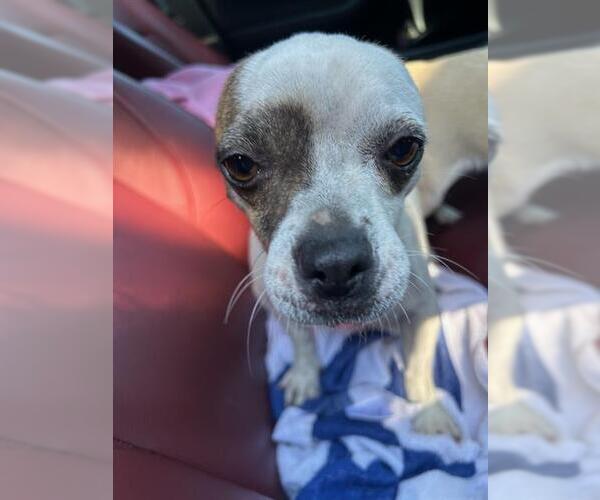 Medium Photo #1 Chihuahua-Unknown Mix Puppy For Sale in Stockton, CA, USA