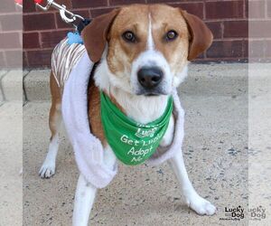 Labrador Retriever-Unknown Mix Dogs for adoption in Washington, DC, USA